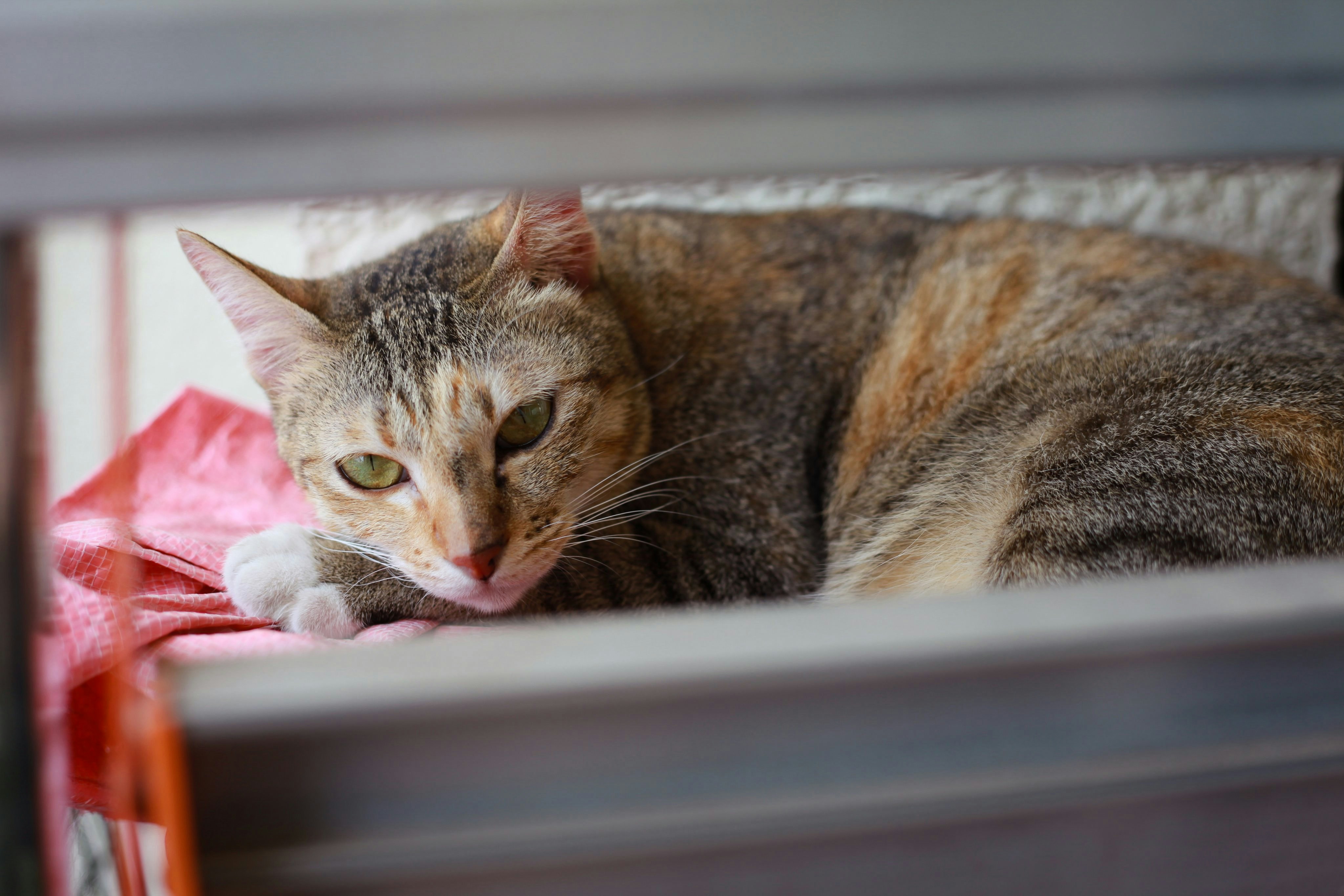 Photo by curtisnguyen