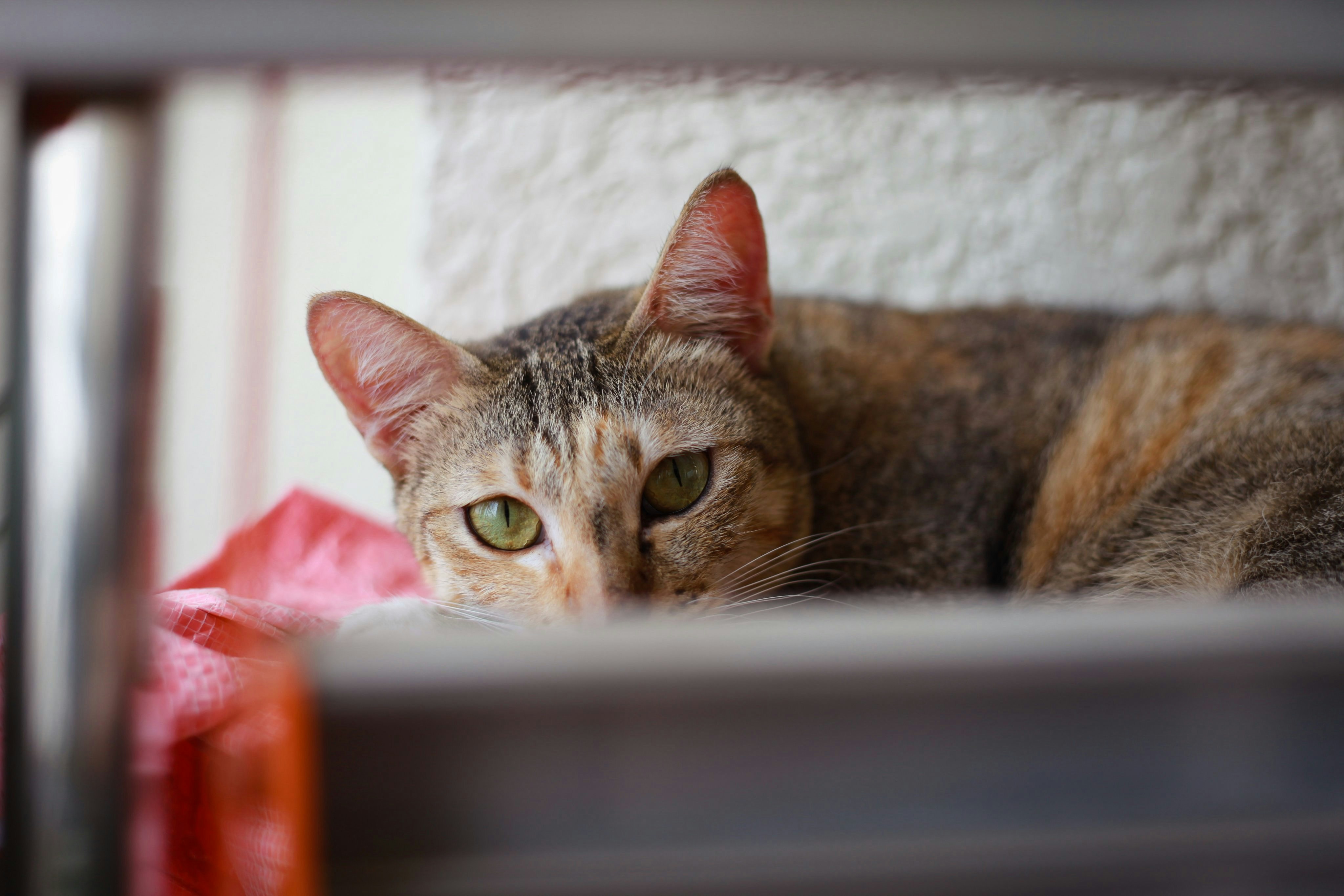 Photo by curtisnguyen