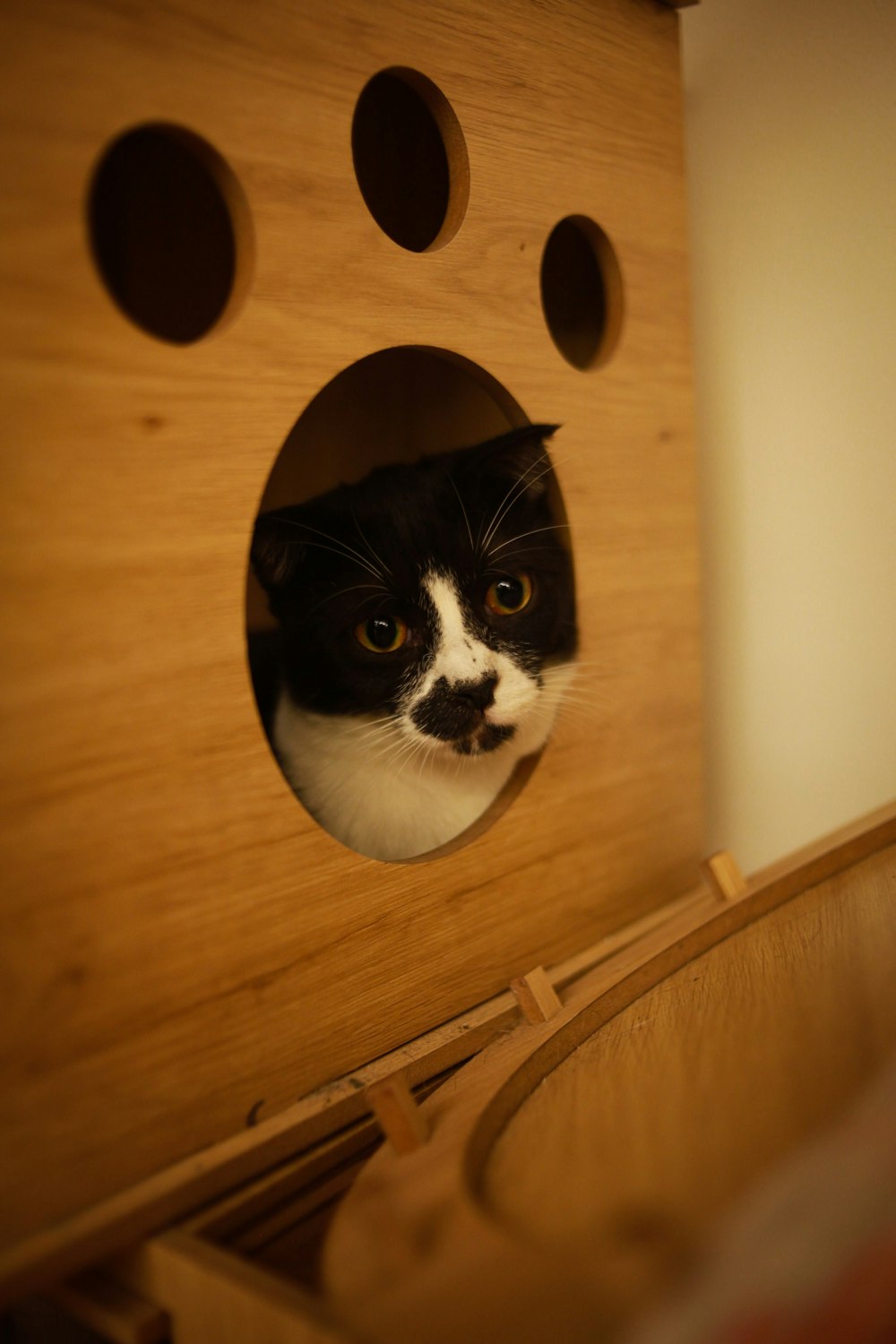 a black and white cat peeking out of a wooden birdhouse