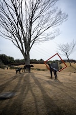 A large, leafless tree casts long shadows over a grassy area. Three dark, sculptural figures of dogs stand on the grass, with one holding an orange square frame on its back. The background includes a smaller tree, greenery, and a hill with a staircase.