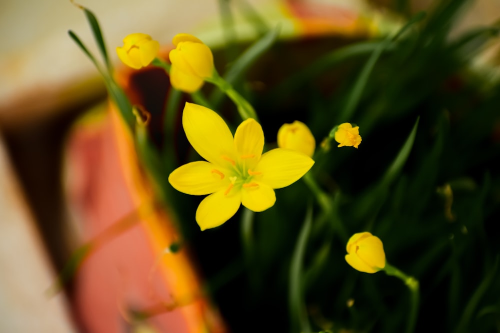 a close up of a potted plant with yellow flowers