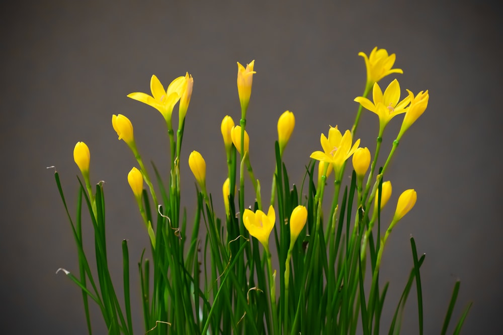 a bunch of yellow flowers with green stems