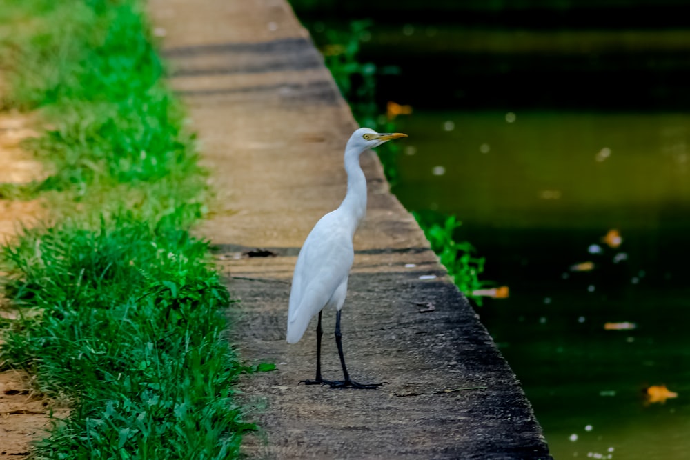 a white bird standing on the side of a river