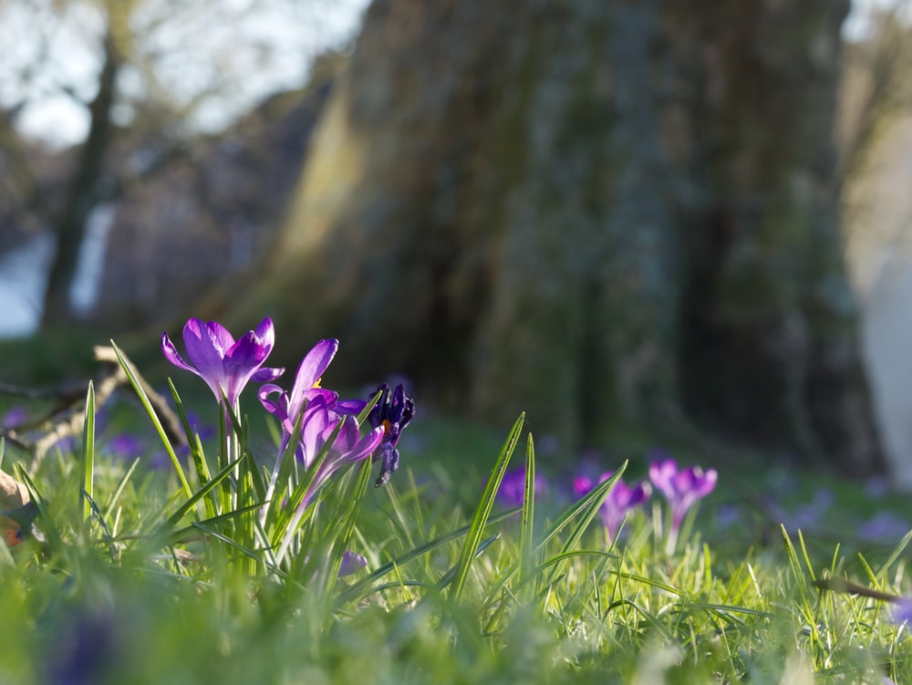 a field of purple flowers in front of a tree