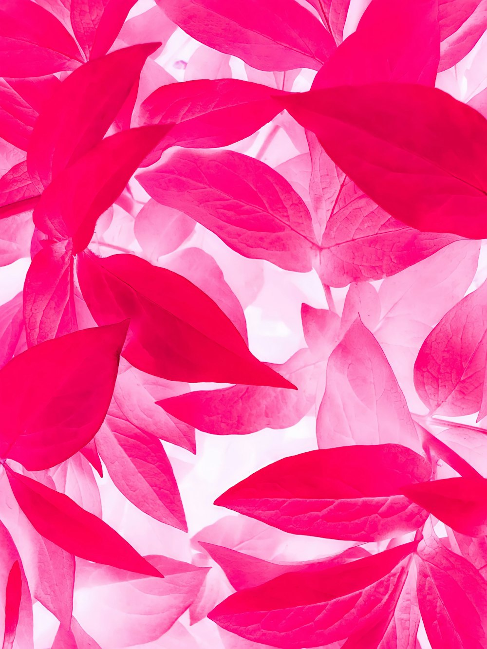 a bunch of pink leaves on a white background