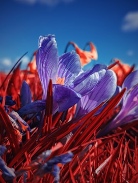 Vibrant, surreal scene featuring a close-up of a purple flower with delicate petals in sharp focus. The background is filled with similarly stylized flowers and red foliage, all under a bright blue sky with soft clouds. The colors are highly saturated, giving the image an otherworldly and dreamlike appearance.