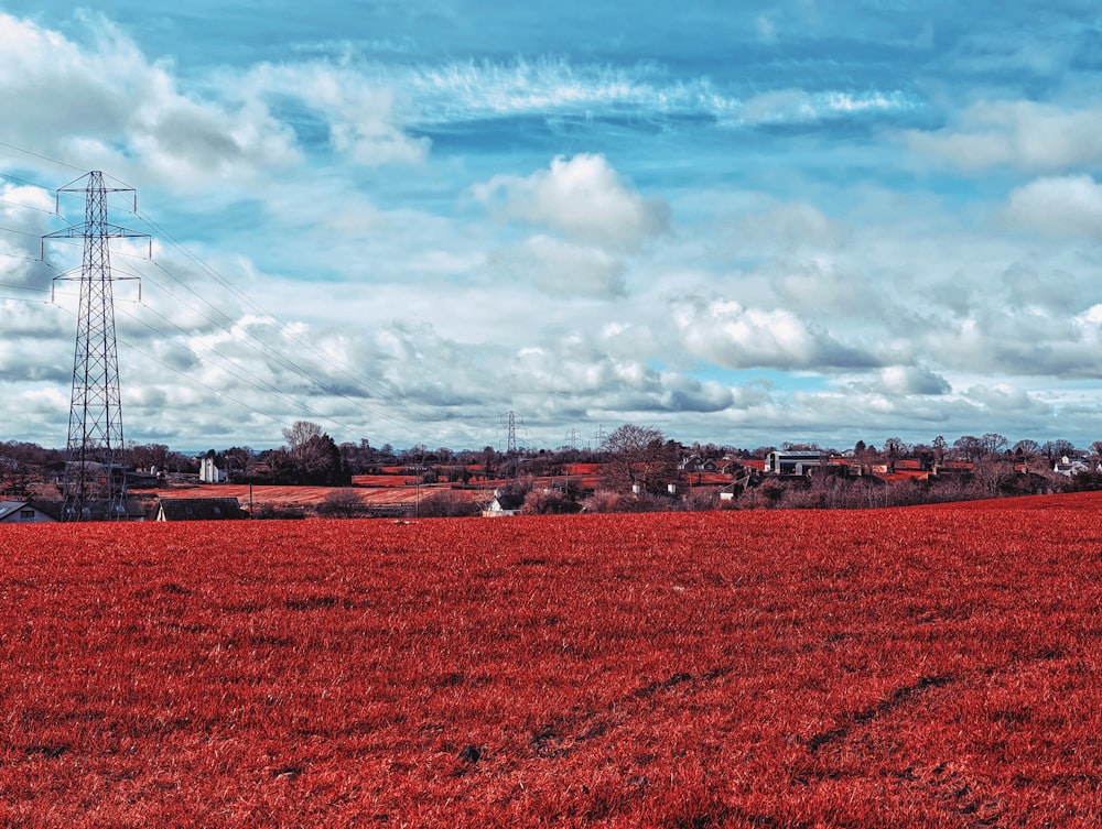 a field of red flowers with power lines in the background