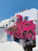 Grèce a tree with pink flowers in front of a white building