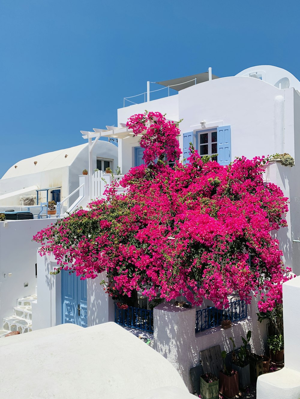 a tree with pink flowers in front of a white building