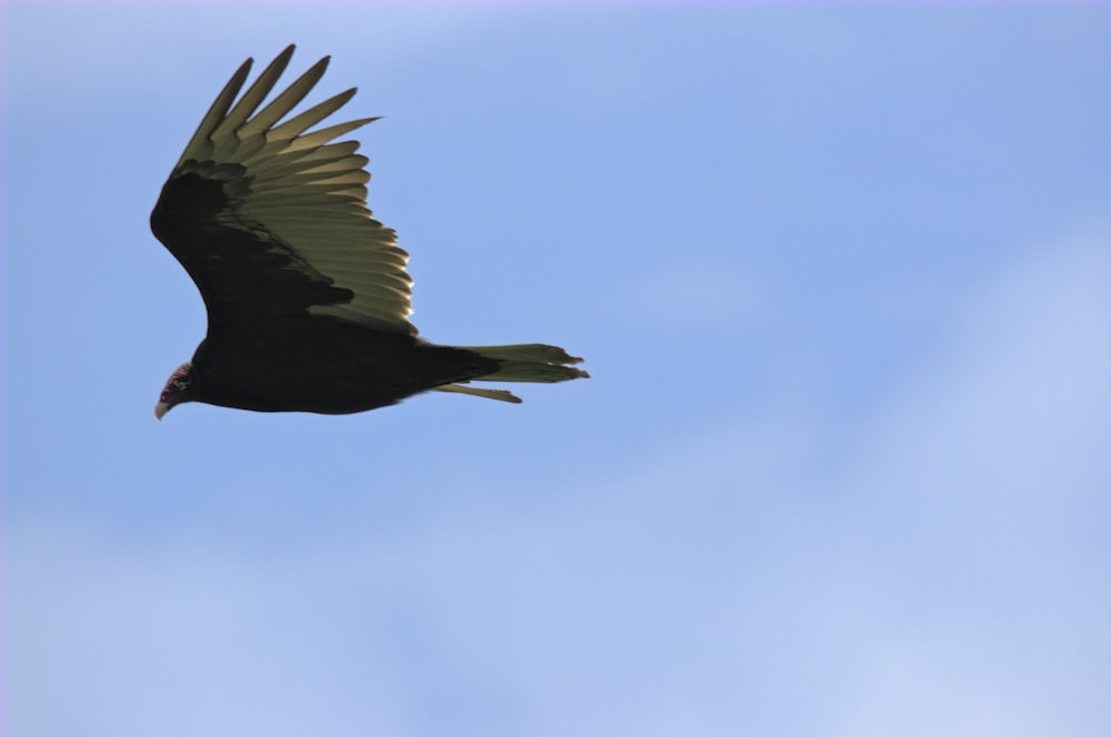 a large bird flying through a blue sky