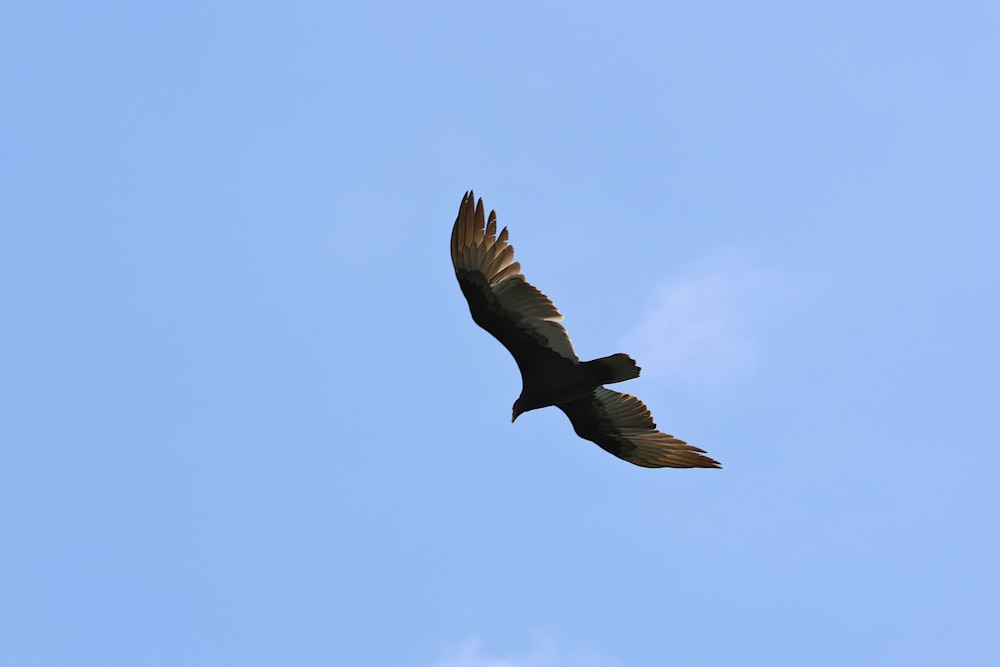 a large bird flying through a blue sky