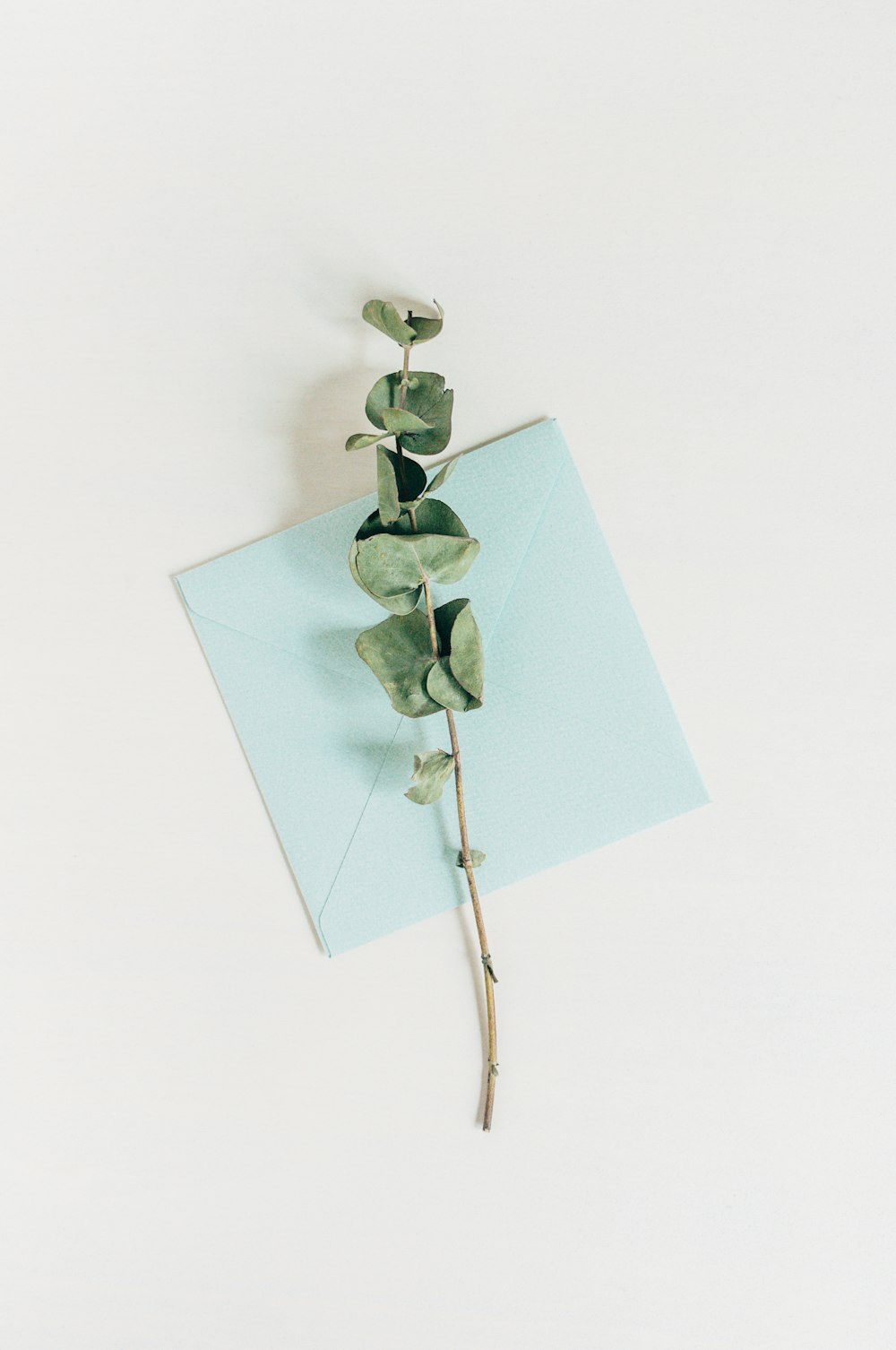 a single eucalyptus plant on top of a blue envelope