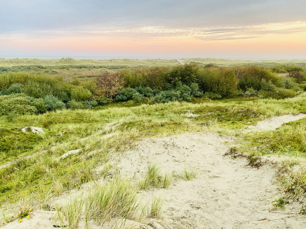 a dirt path in the middle of a grassy field