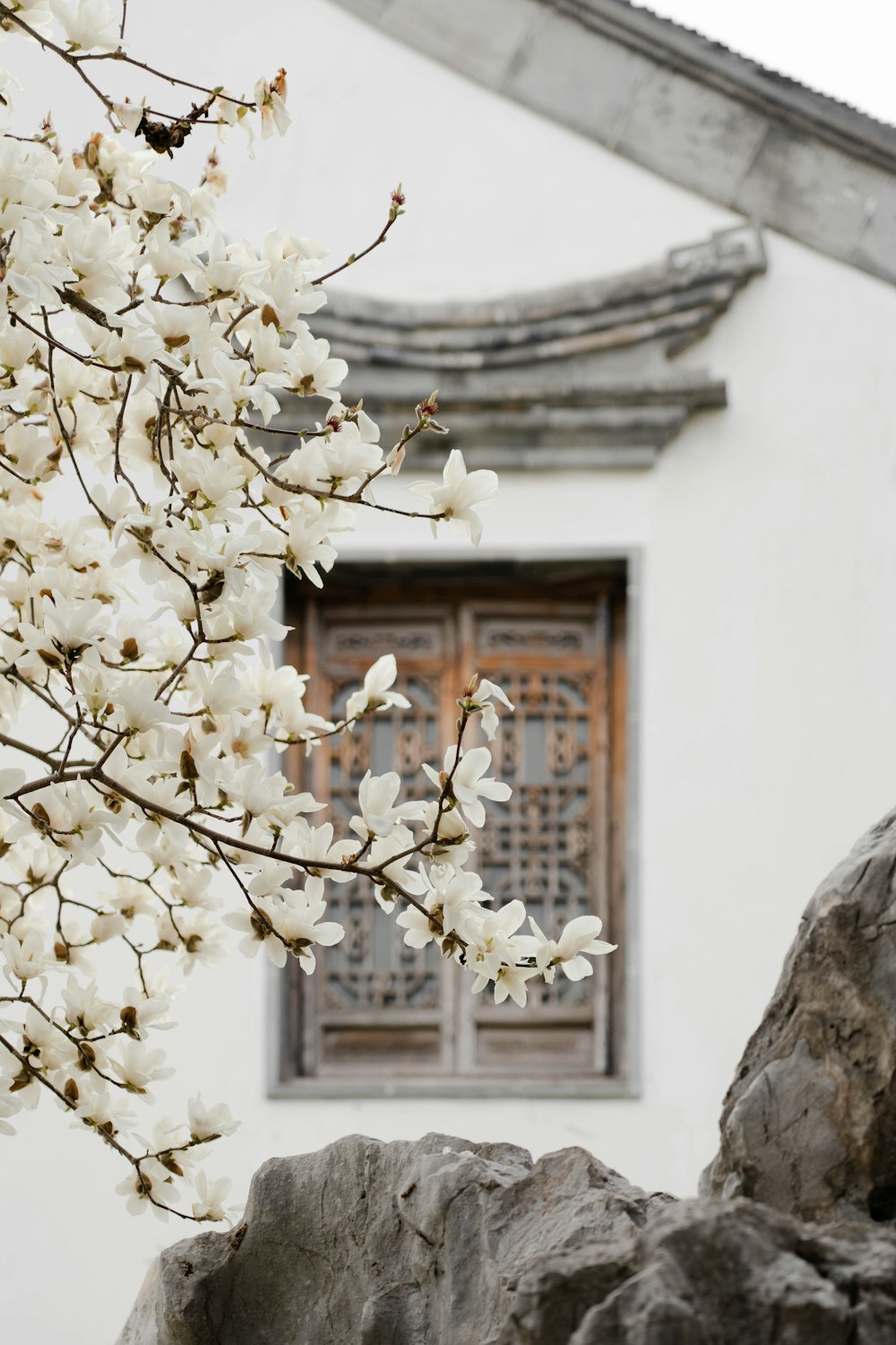 a tree with white flowers in front of a building