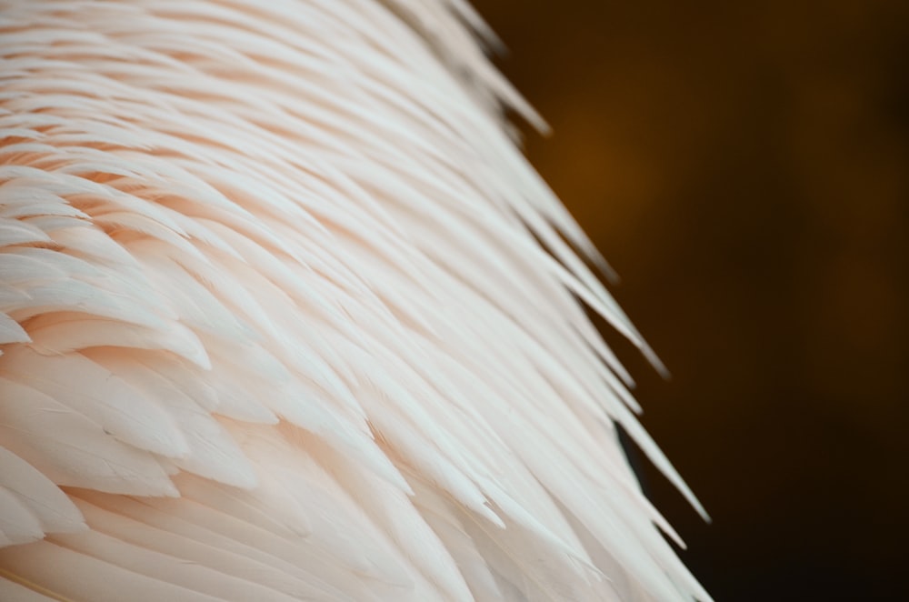 a close up of a white bird's feathers