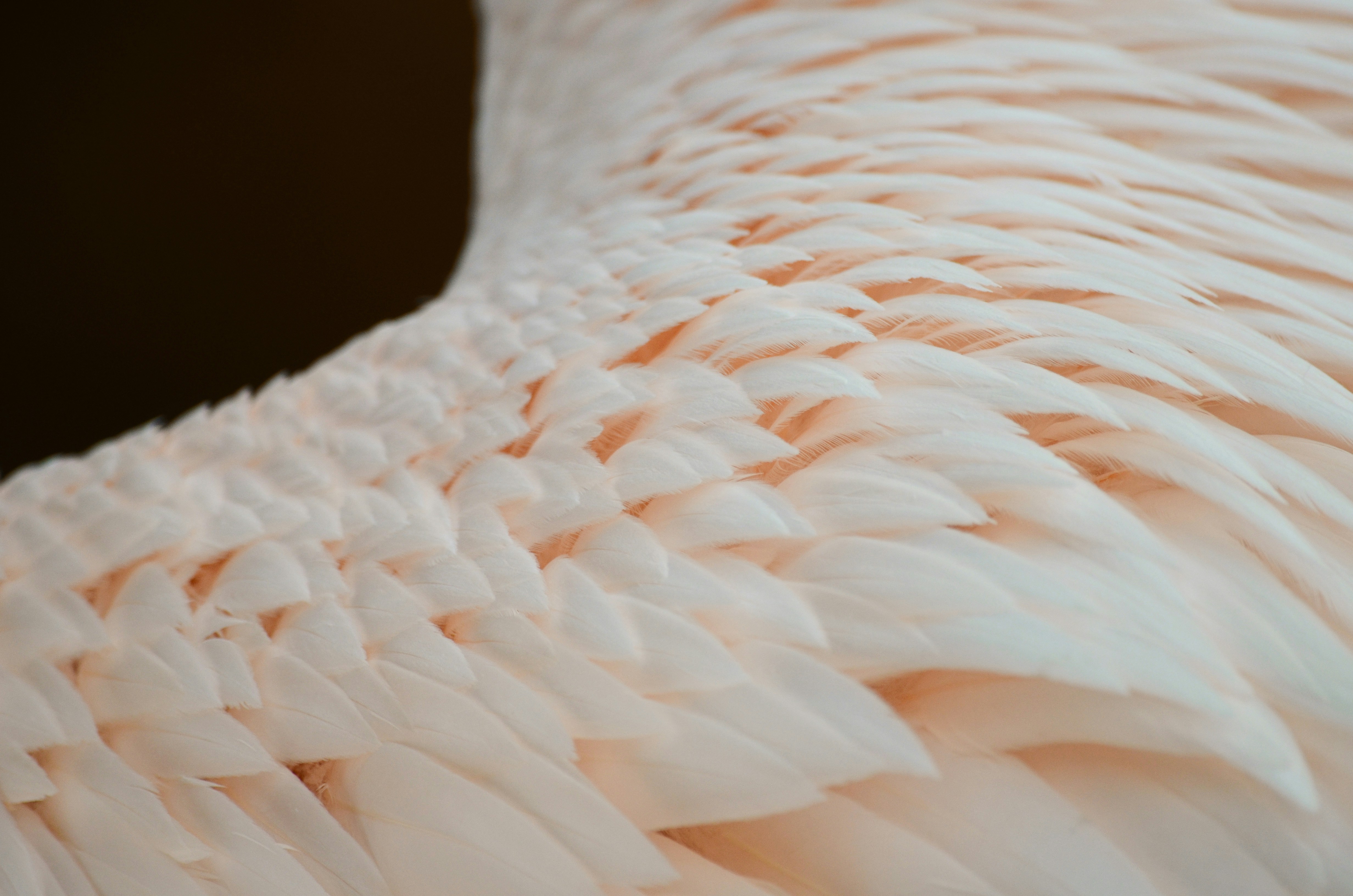 a close up of a white bird's feathers