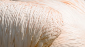 Close-up of raw poultry feathers ready for processing in a clean industrial facility.