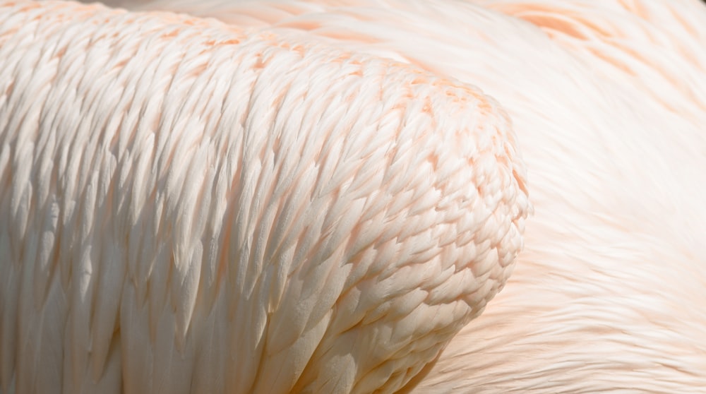 a close up of a white bird's feathers