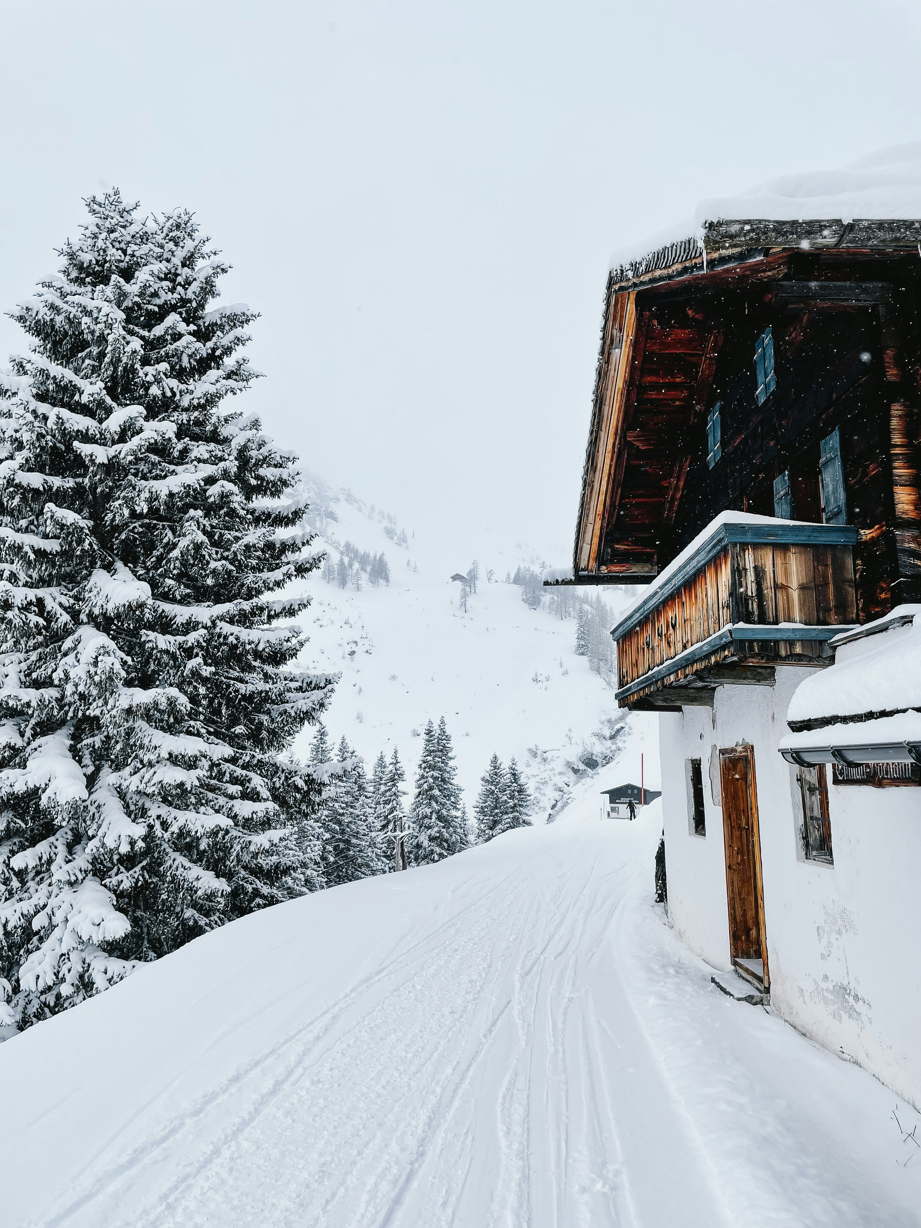 Snow-covered wooden alpine chalet and pine tree in the winter landscape of Saalbach-Hinterglemm