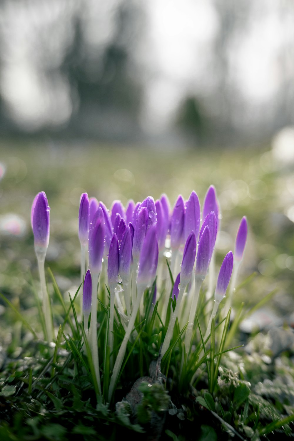 a group of purple flowers growing out of the ground