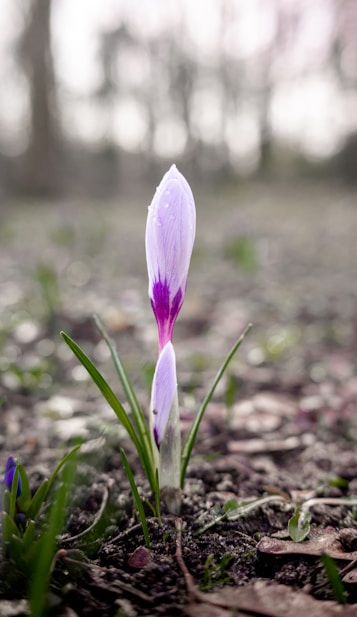a single purple flower sitting in the middle of a field
