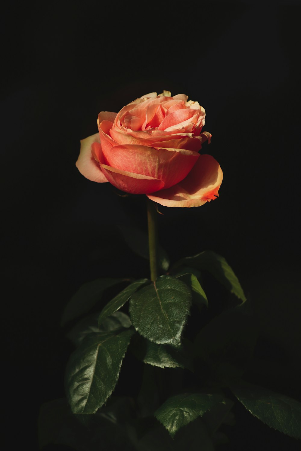 a single pink rose with green leaves on a black background