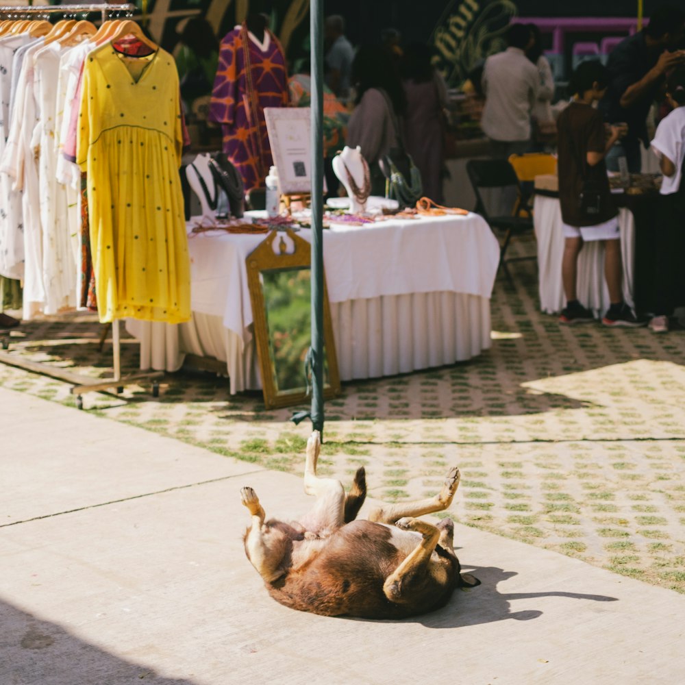 a dead animal laying on the ground in front of a clothing store