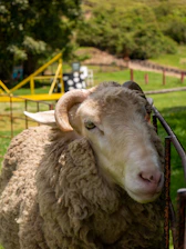 Close-up of healthy sheep in natural surroundings with wooden fencing.