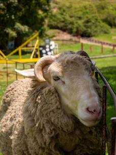Close-up of healthy sheep in natural surroundings with wooden fencing.