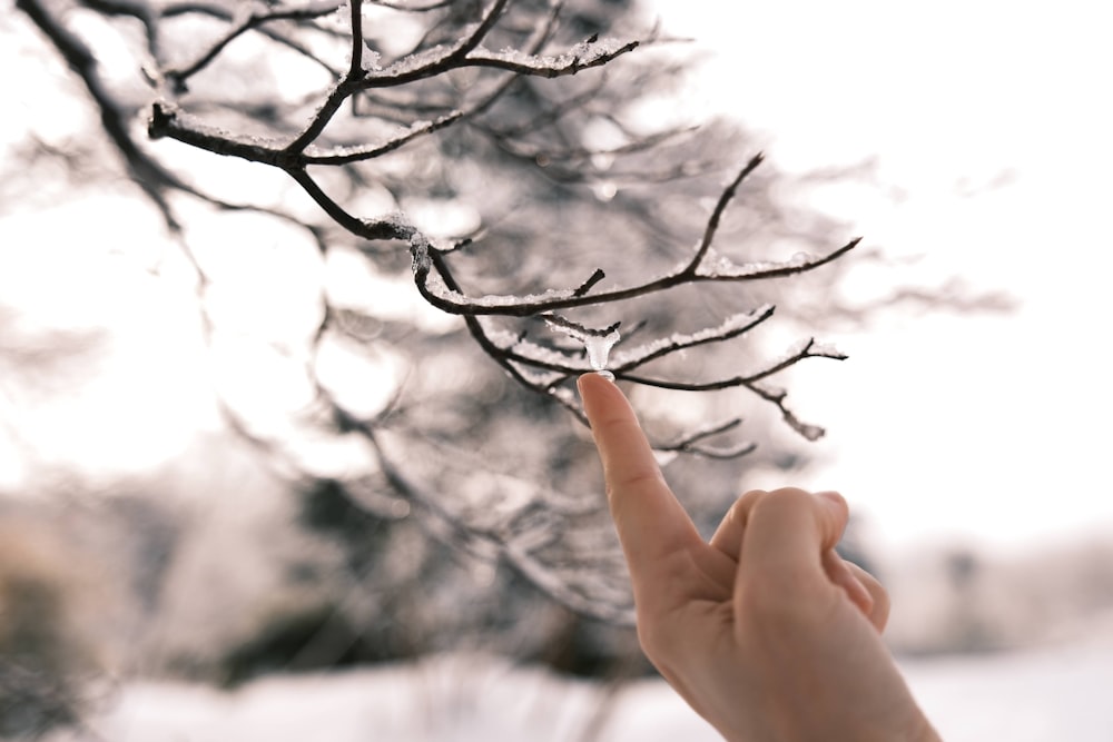 a person's hand is pointing at a tree branch