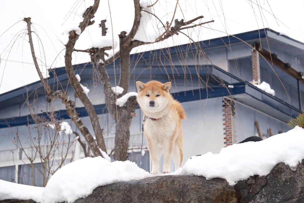 um cão em pé em cima de uma rocha coberta de neve