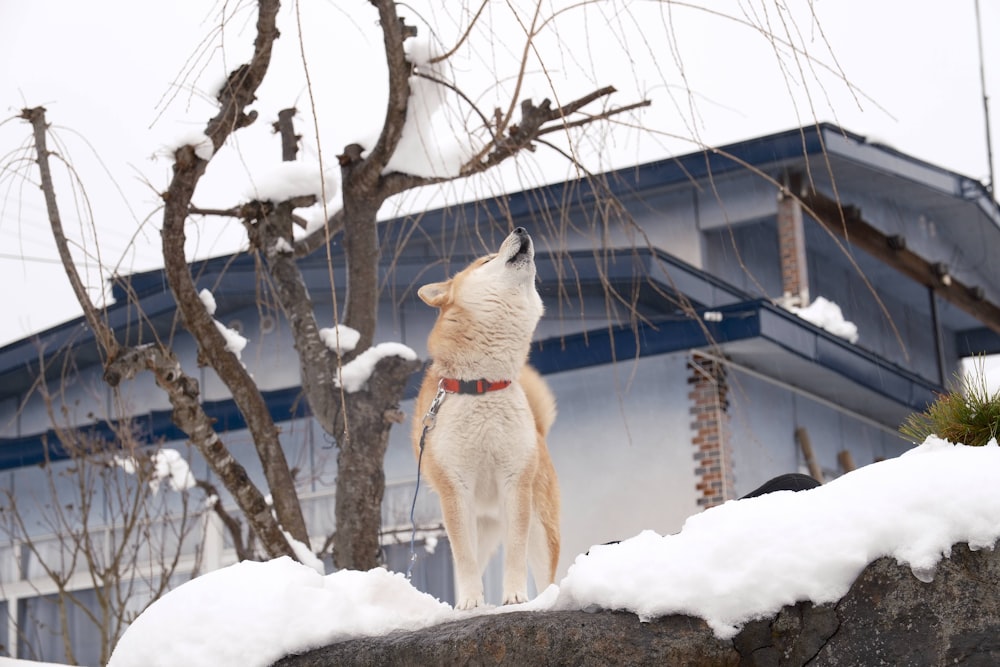 a dog standing on top of snow covered rocks