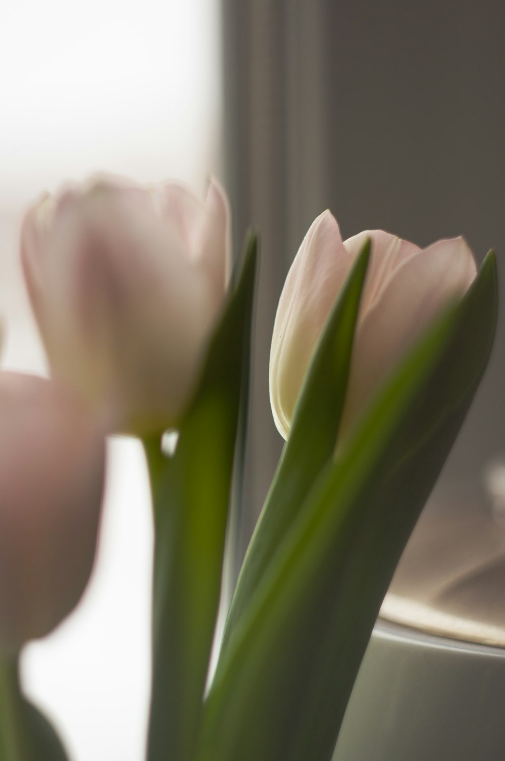 um close up de um vaso com flores nele