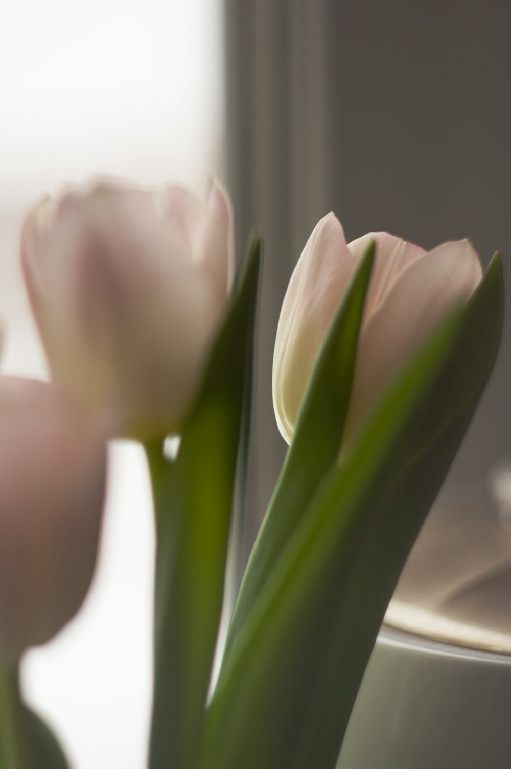 a close up of a vase with flowers in it