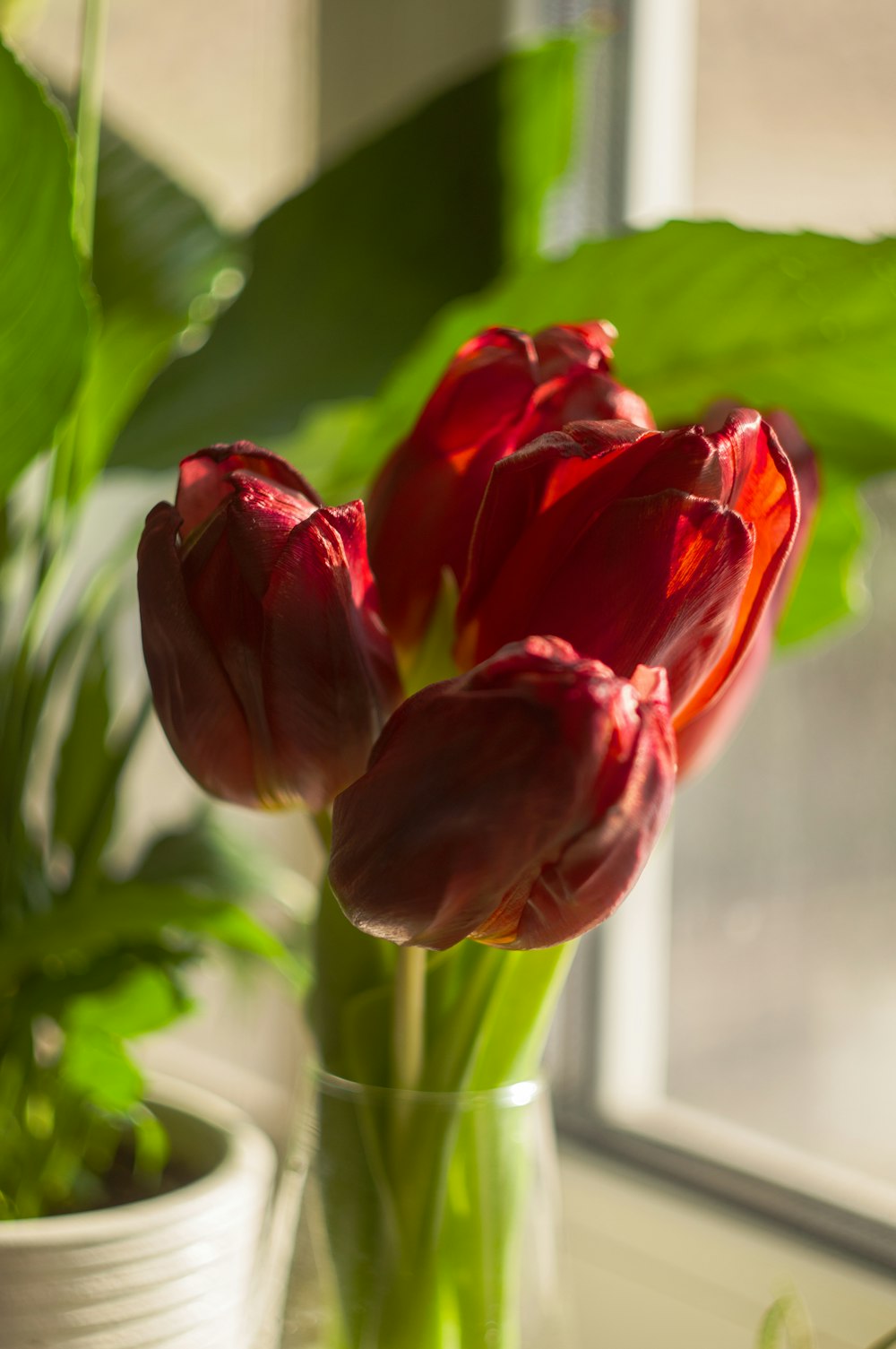 a glass vase filled with red flowers next to a window
