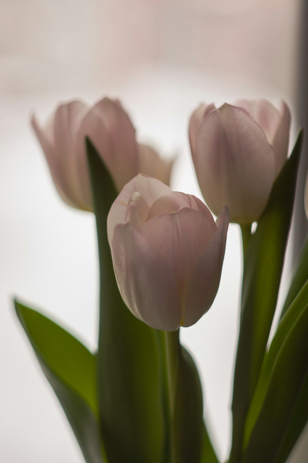 a bunch of pink tulips sitting in a vase