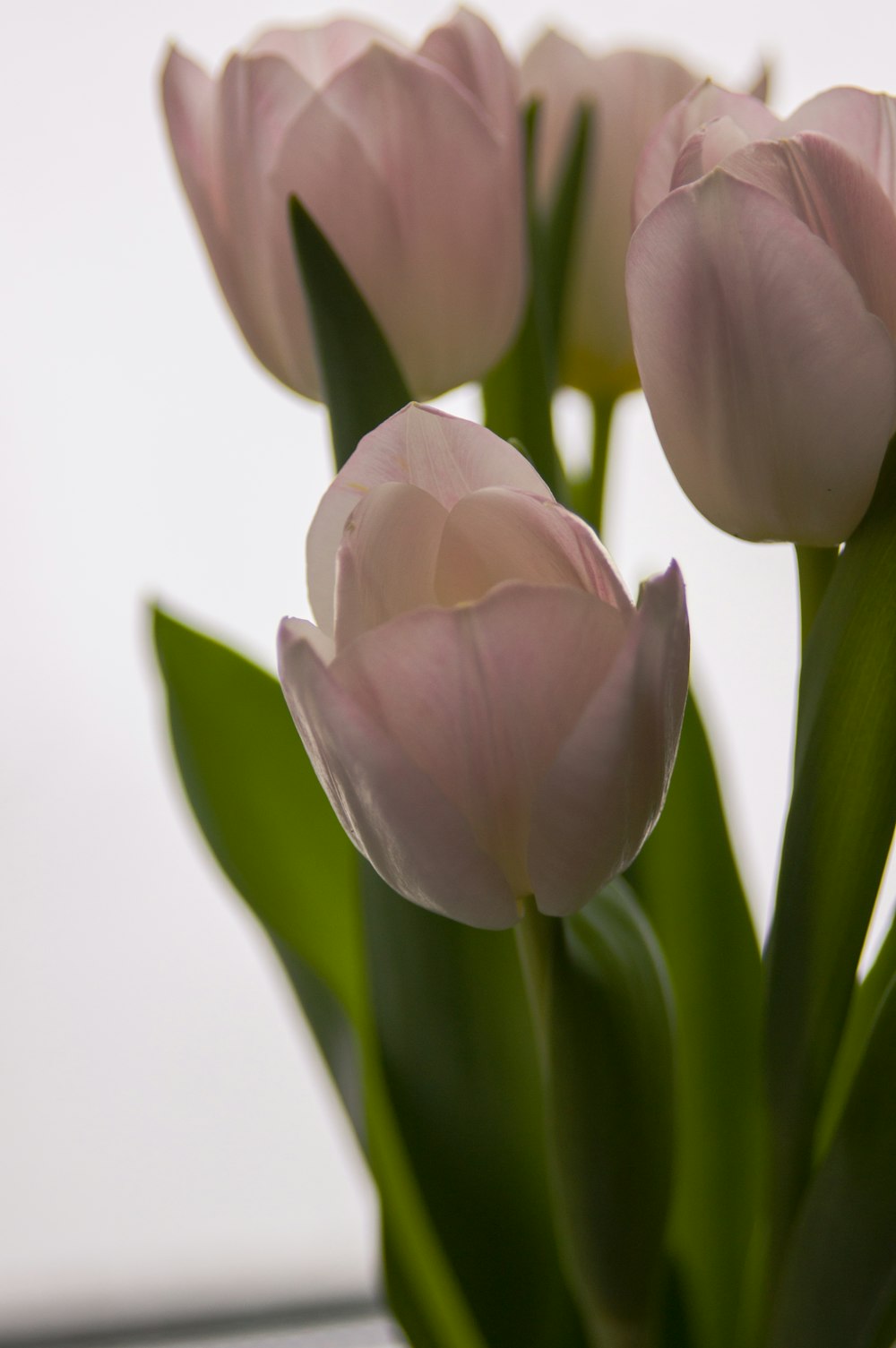 three pink tulips in a glass vase on a table