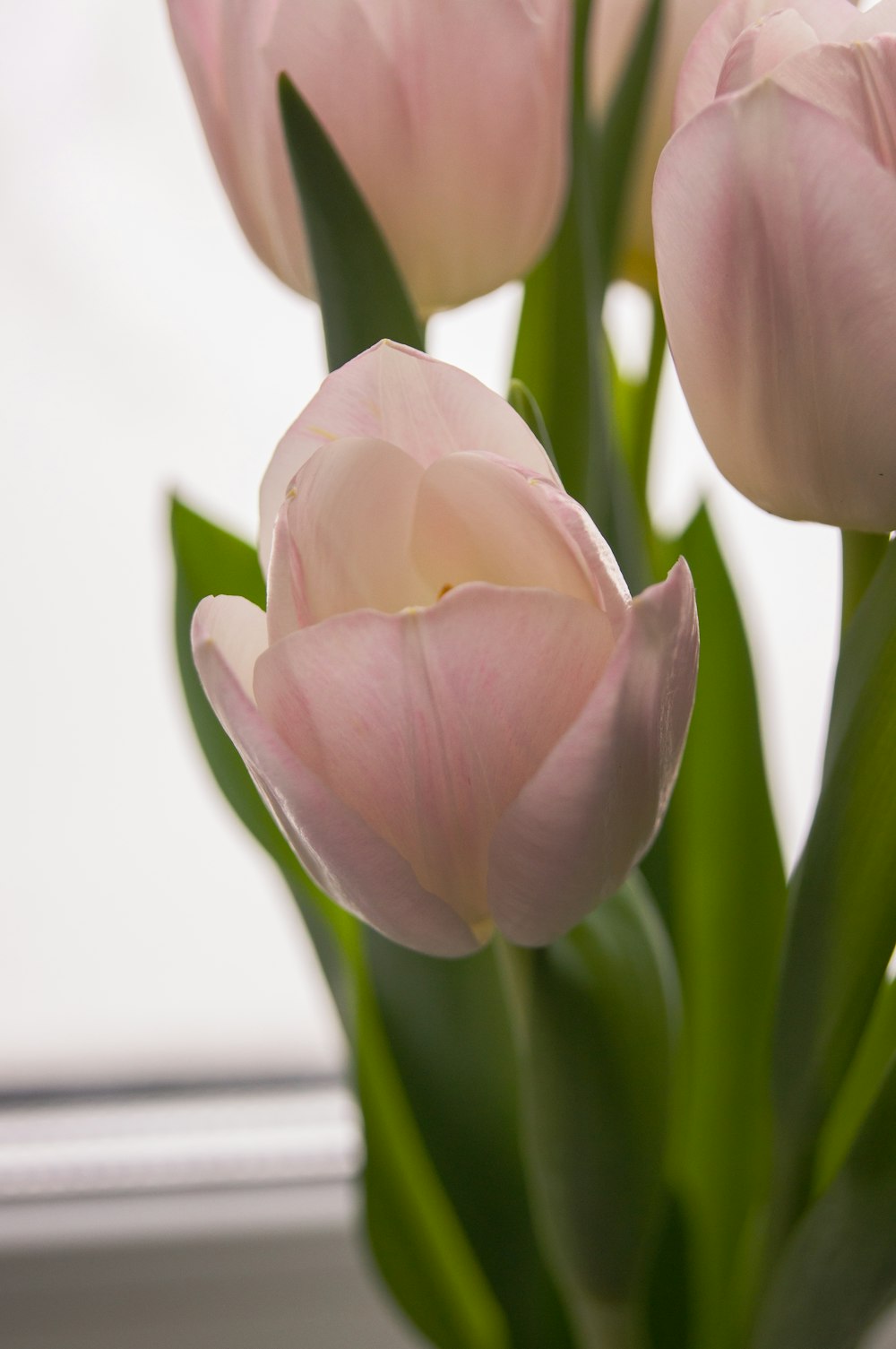 a vase filled with pink tulips sitting on top of a window sill