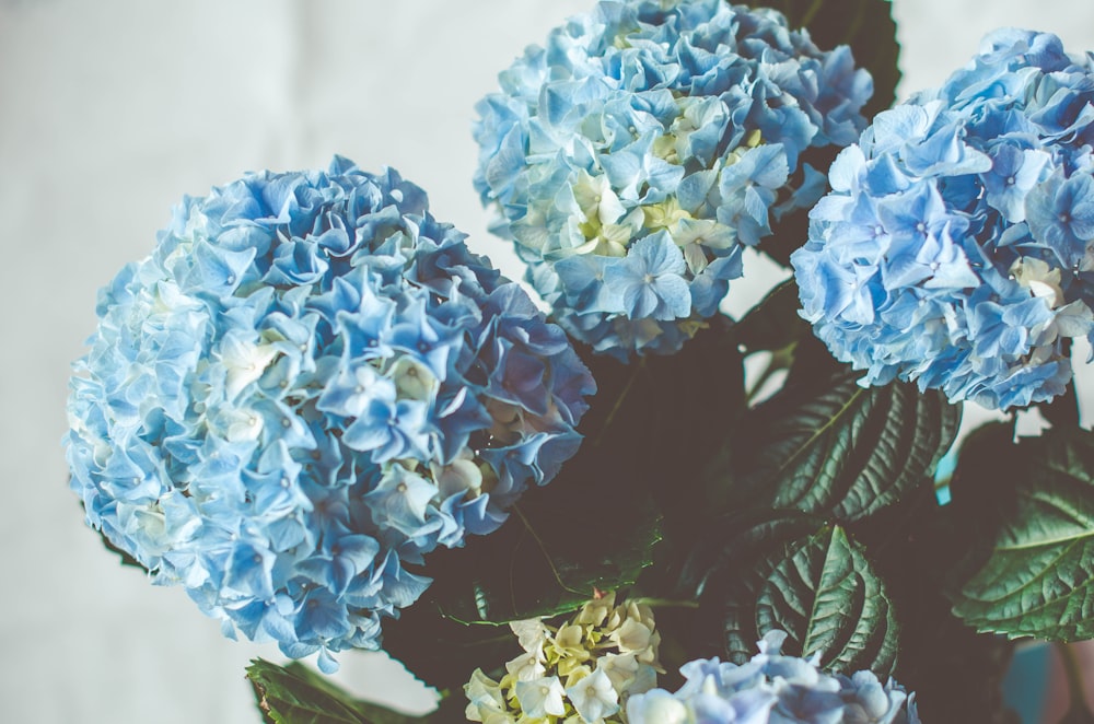 um vaso cheio de flores azuis e brancas