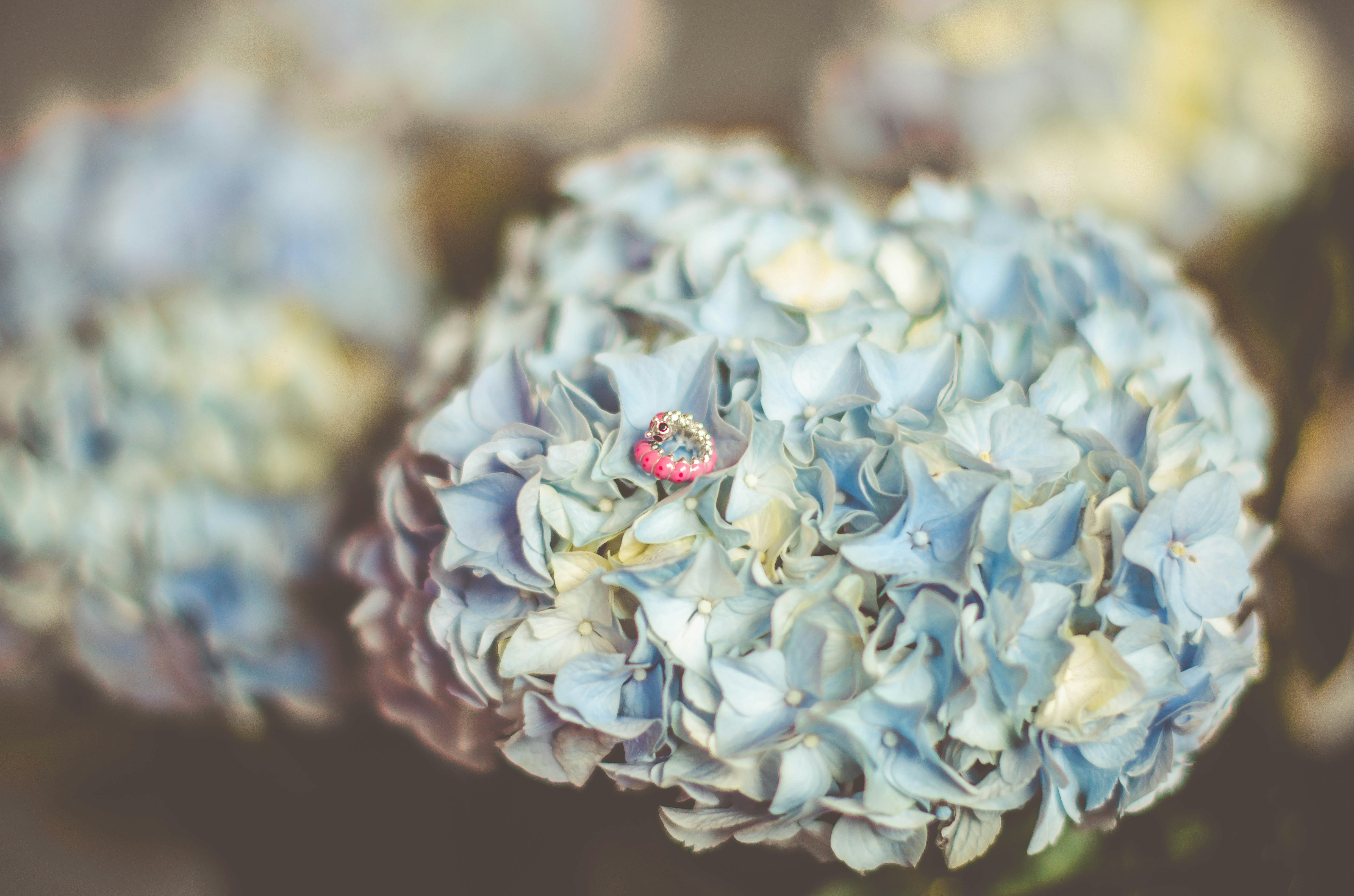 Eine Nahaufnahme einer blauen Blume mit einem Marienkäfer darauf
