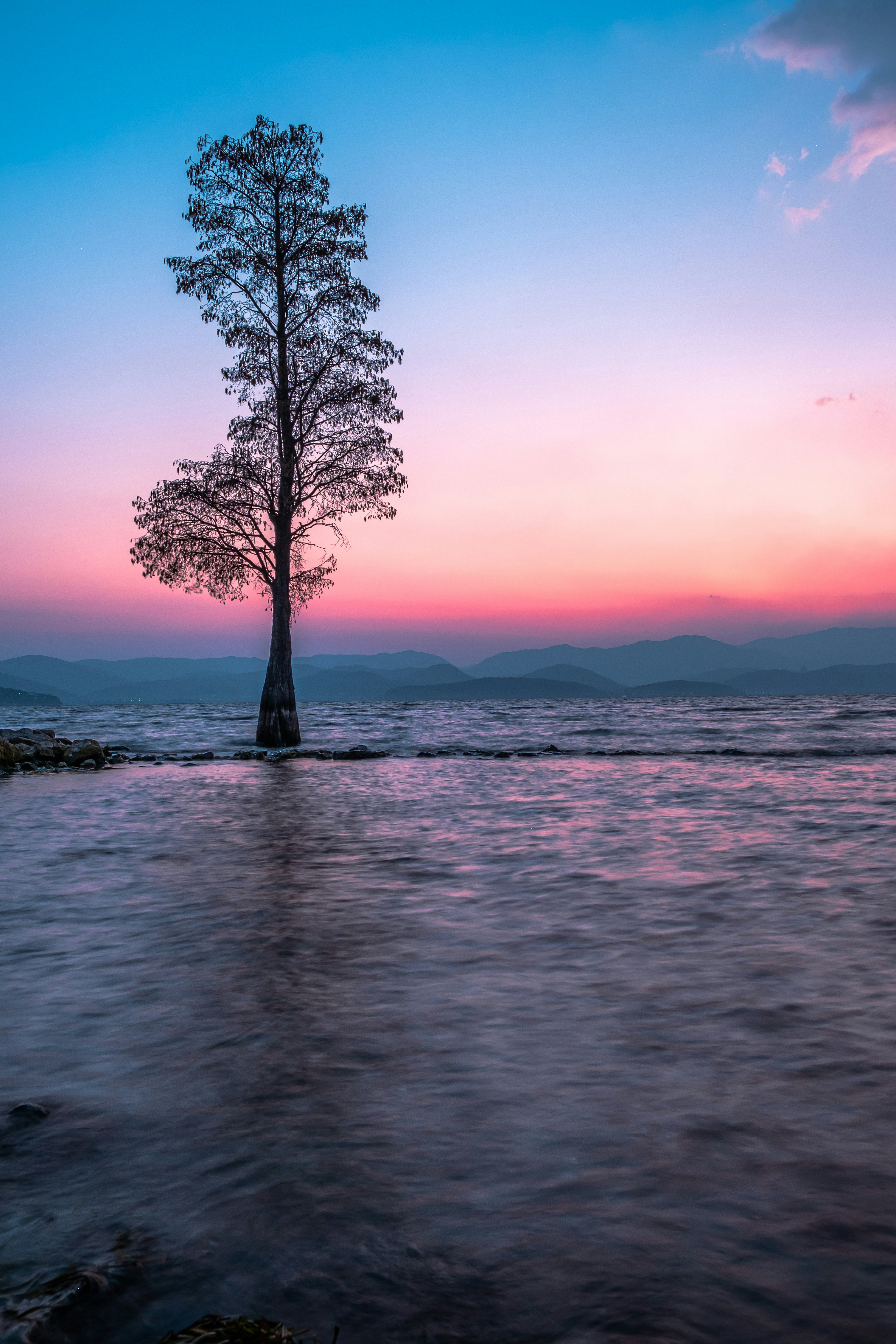 a lone tree in the middle of a body of water