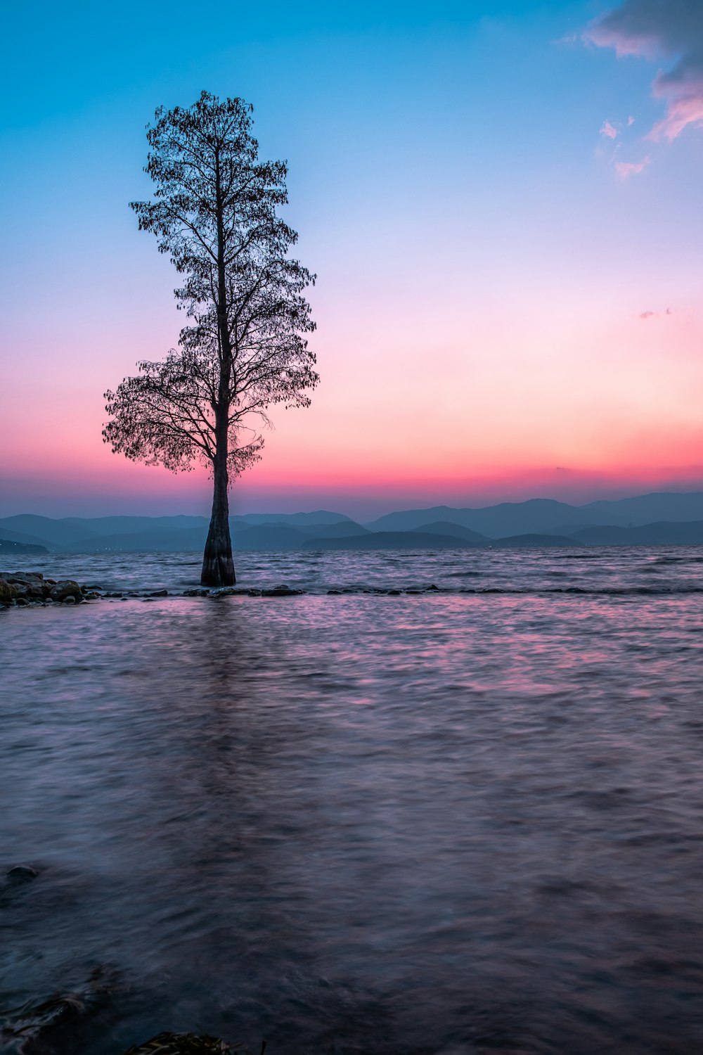 a lone tree in the middle of a body of water