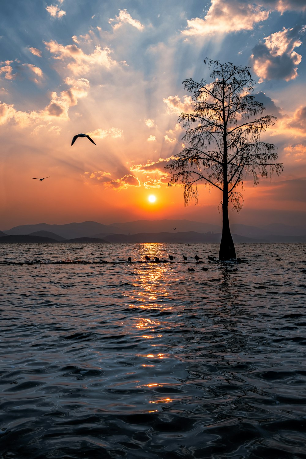 a tree in the middle of a body of water