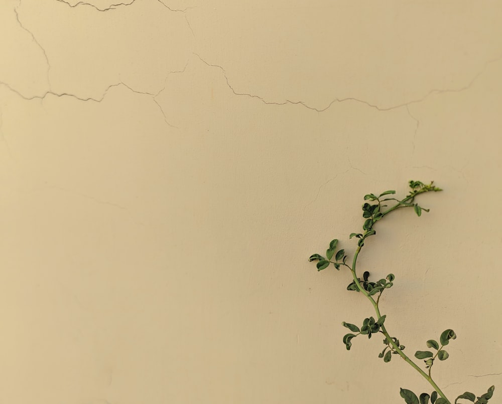 a plant growing out of a crack in a wall