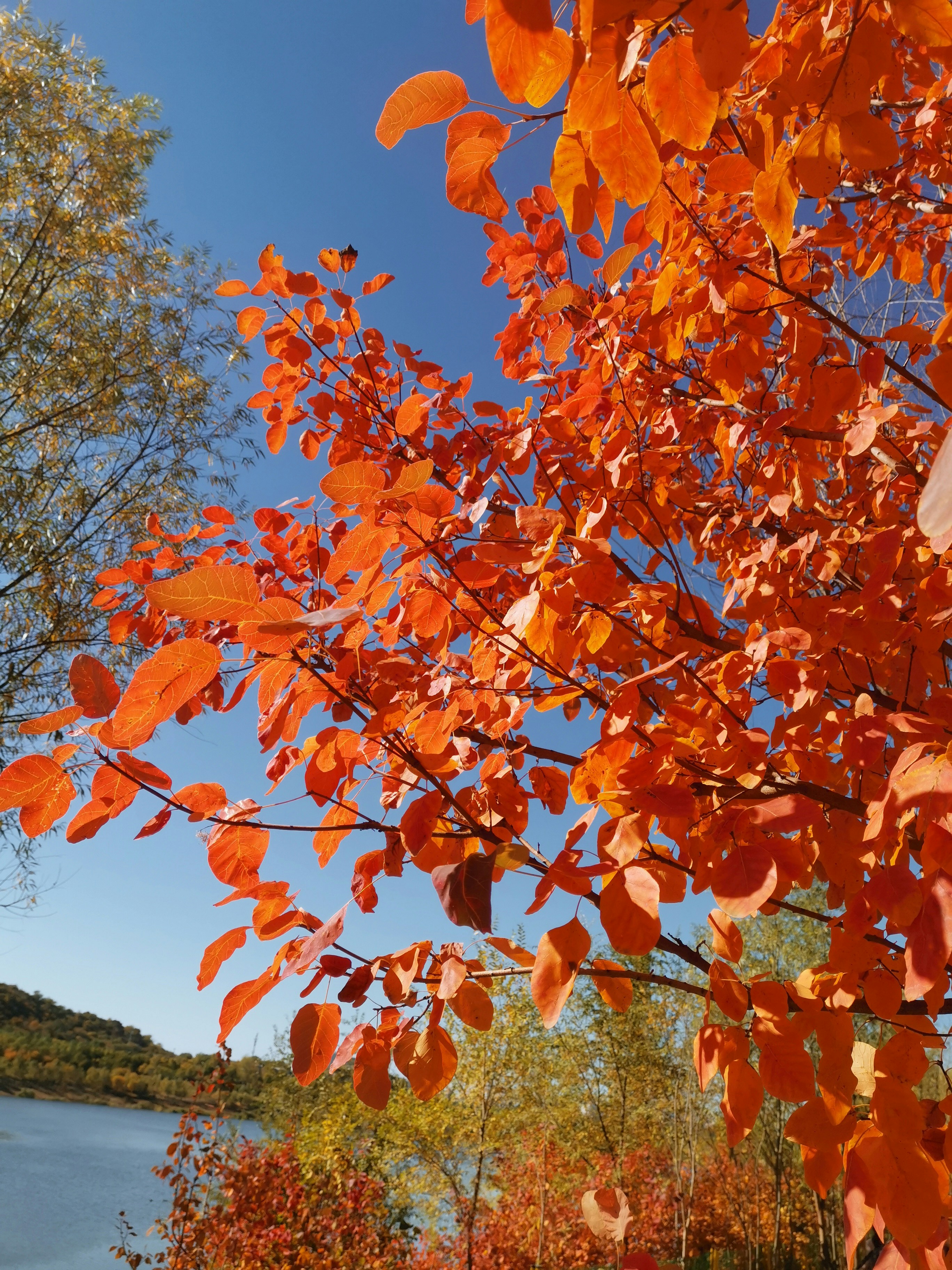 Un árbol con hojas de naranja frente a un cuerpo de agua foto – Imagen de  Fondo de pantalla para móvil gratuita en Unsplash, image size:3000x4000