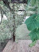 A wooden deck is surrounded by lush green foliage and vines climbing up a wooden pergola. The scene extends towards a grassy area in the background, creating a natural, serene environment.