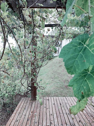 A wooden deck is surrounded by lush green foliage and vines climbing up a wooden pergola. The scene extends towards a grassy area in the background, creating a natural, serene environment.