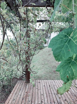 A wooden deck is surrounded by lush green foliage and vines climbing up a wooden pergola. The scene extends towards a grassy area in the background, creating a natural, serene environment.