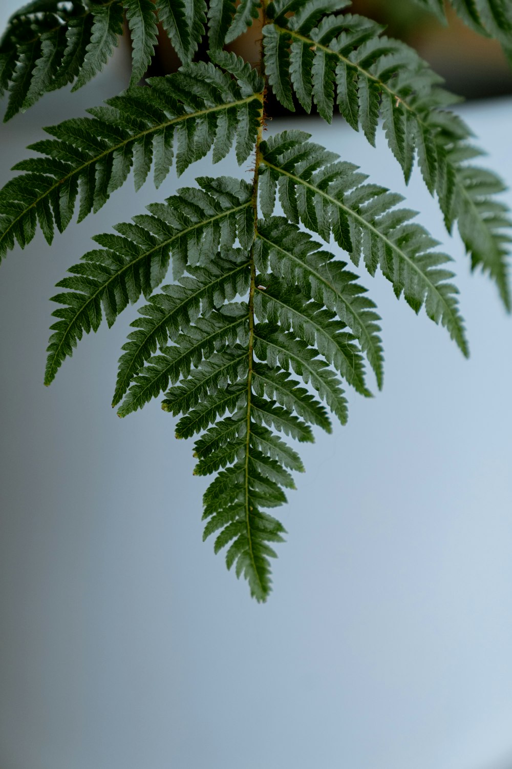 a close up of a green leaf on a tree