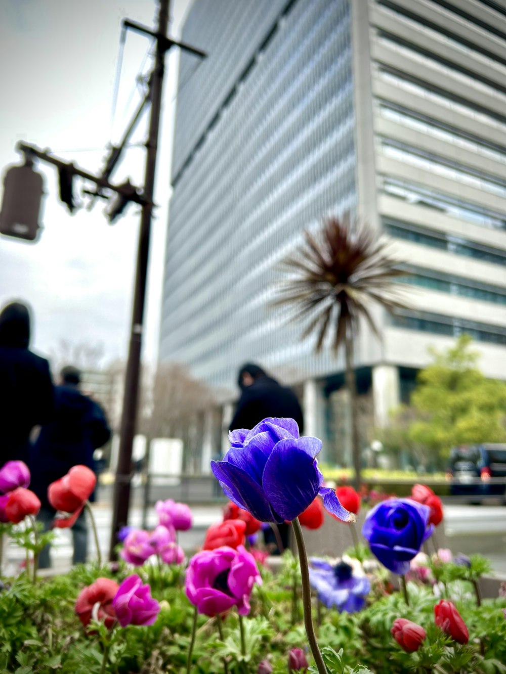 a bunch of flowers that are in the grass